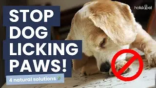 Dog won't stop licking paws? Home remedies that will put a stop it