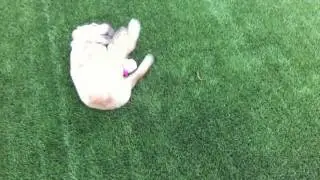 Puppy Pounce