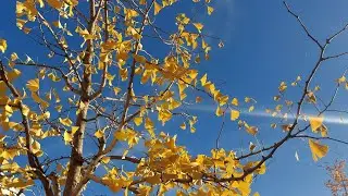 Advocating for myself (ENTJ vs INFP) & sorting my chaotic brain with the psychologist