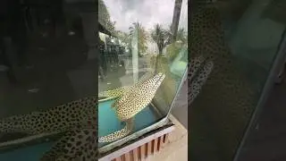 Покупка ОГРОМНОГО угря
