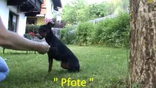 Hundetricks,Zwergpinscher Maley,min pin