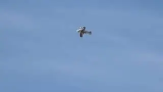 Christen Eagle - Nancy Lynn Aerobatic Open 102525 at 0948