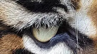 Close up to a tiger !