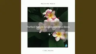 Cicadas Songs and Relaxing Rain Forest Tunes for High Sleep