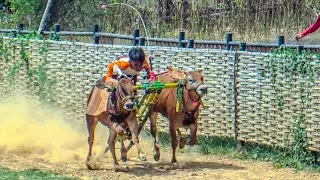 Wow Latihan Karapan Sapi Di Lap Asemanis  Persiapan HUT Tim Lanyala 99