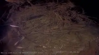 PersiCam! - LA Webcam sulla vita sommersa del Lago Maggiore