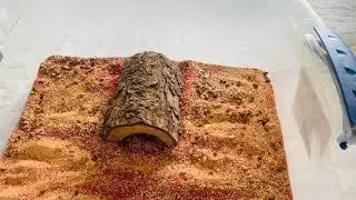 Parabuthus Villosus Black unboxing