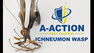 HUGE Ichneumon Wasp