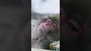 Japanese Macaques and their extreme adaptations