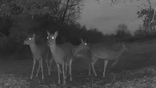 𐂂 Real Life Bambi #1748 𔑴  #asmr #deer #animallovers #forcats #fallasleep #notai