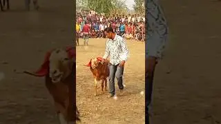 💫New 6 Teeth 🐏Sheep Sarguna // #youtubeshorts #viralvideo #shortvideos @ANIMALSV2.0