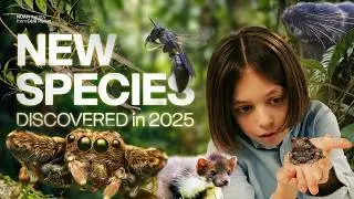 These Animals Will Surprise You! They Were Discovered in 2025! New Species