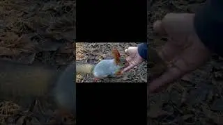 Best Squirrel Call In Action - Play This To Bring Them In Close Video 4k Short