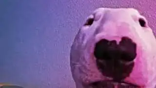 SOCK DOG MEME!