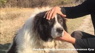 Екстериорни особености на главата при Каракачанското куче - Част 2