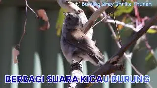 Masteran Anis Bentet Kelabu Australia