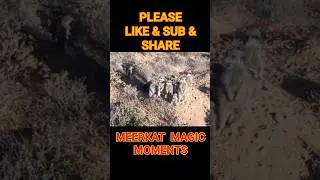 BABY MEERKATS SCREAM FOR FOOD! FEED ME! FEED ME NOW! ☆ MEERKAT MAGIC MOMENTS ☆ ADOPT A WILD MEERKAT