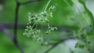 회나무Sachalinensis Spindle Tree