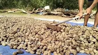 PUMICE STONE FOR POND FILTER MEDIA, AQUARIUM, AQUASCAPE AND CLEAN WATER RESERVOIR