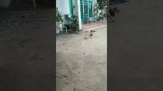 orange cat VS black cat #shorts