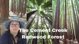Exploring The Cement Creek Redwood Forest| A Hidden Gem in Victoria, Australia