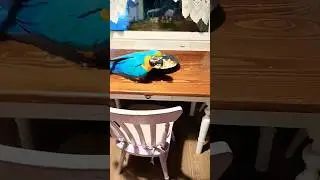 papuga ara ararauna macaw parrot Sisi