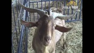 How to Get to Yarok Az Organic Goat Farm