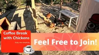 Coffe Break with Chickens - Join us! ( Music + Subtitles)