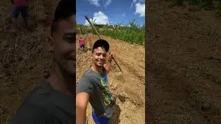 Vamos plantar milho 🌽 