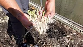 Onions! Let's Get to Planting...AGAIN! | EBLLC, Inc.