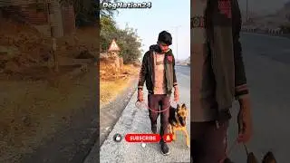 German Shepherd Advanced Obedience Training | Leash Walking, Stay, Stop & Long Distance Recall 🐕🔥