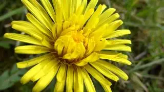Dandelions - Taxacum - T&uacute;nf&iacute;fill - F&iacute;fill - Villijurt  -  Gul bl&oacute;m