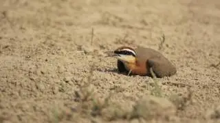 Indian Courser   Distraction Display