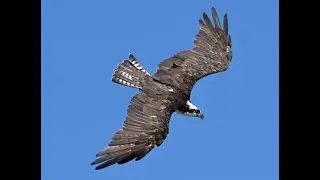Osprey Turn and Dive