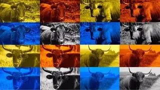 FUNNY BULLS. MEGA BATTLE. COFFIN DANCE. EXE 4 COLORS 4 MUSIC