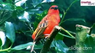 Relaxing sound - forest birds background