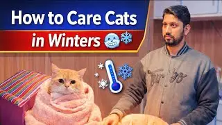 How to care cats in Winters 🥶?