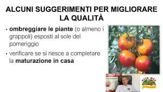 POMODORO: RACCOLTA, COME PREVENIRE I PROBLEMI (VIDEO LEZIONE n.13)