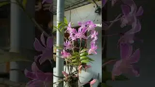 මල් පිස්සුව...❤️😍🌼#flowers