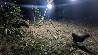 Amazing Wild Chicken Hunting Fox