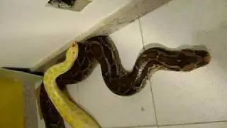 Python Molurus