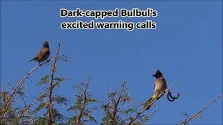 Dark-capped Bulbul's warning call