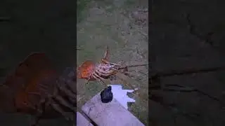 ini nih goyang udang seksi hasil mancing hari ini #shorts