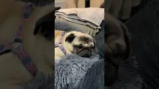Dog Sounds 🐶 Pug Dogs Snoring 😴 #shorts #dogs #dog