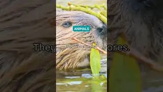 Beavers Food! 🦫🌿#factfizz #Beavers #Aminalfacts