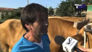 Devesa de Veiga levará catro espectaculares xugadas ó Folión de Carros de Chantada 22 08 2013
