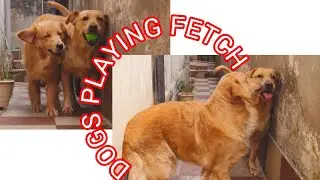 Dog's Playing Fetch | Funny Dog's Compilation || 🐾 Watch Till end ||#thatpetlife