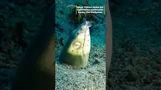 Black‑Finned Snake Eel Peek - Ophichthus melanochir - Buried in Sand &ndash; Dauin Dive