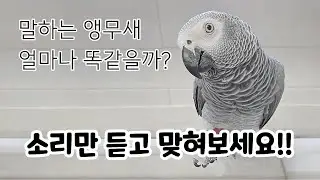 소리만 듣고 맞혀보세요｜이 ‘까꿍’ 중 사람 목소리는?