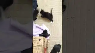 Noah, Nathan, Aaron, Axel, Andreia and Acsa. The kittens torned 5 weeks today